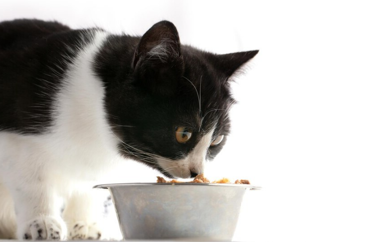 The Best & Healthiest Wet Food For Cats