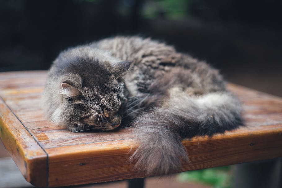 Top 5 Best Cat Dewormers For Keeping Your Cat Healthy