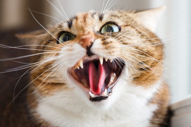 Accidentally Stepped On Your Cat? You Should Do This Immediately