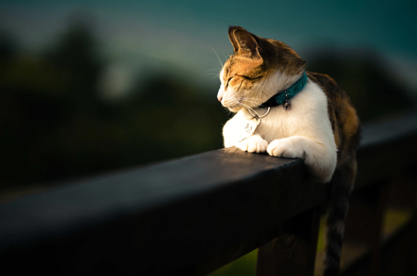 sleepy cat laying on a fence portrait