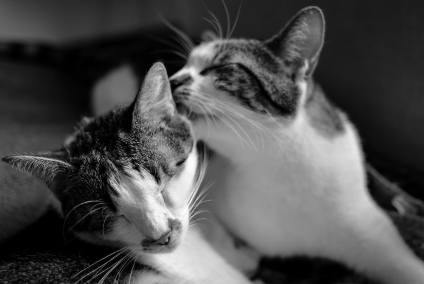 Black and white shot of a cat licking another cat with a blurred background
