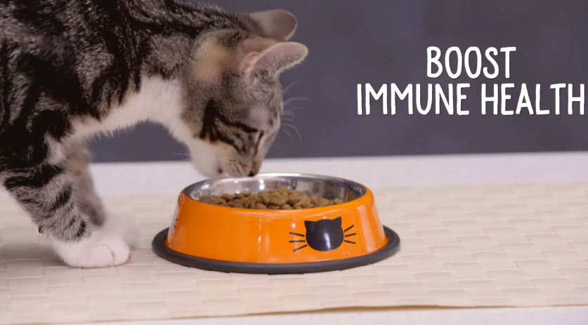 bengal cat eating from an orange cat bowl