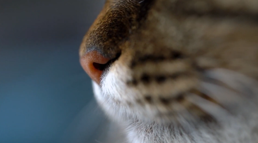 bengal cat snout close up