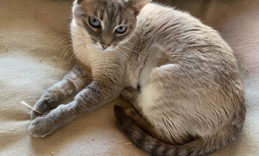 Gray cat staring at screen with cotton swab between its paws