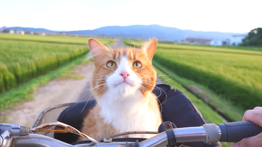 Best Bike Accessories for Cats in 2022