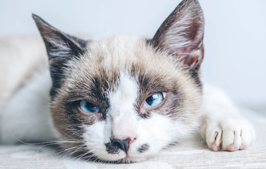 Closeup shot of the brown and white face of a cute blue-eyed cat