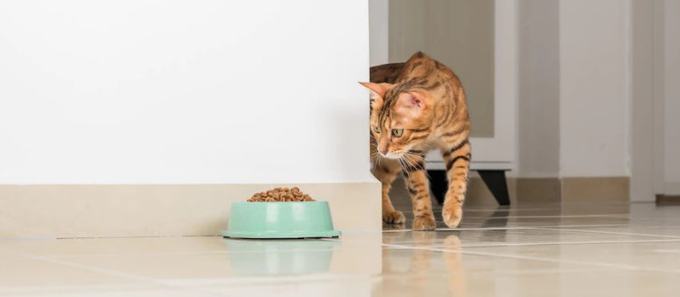 Bengal cat peeks around the corner looks at a bowl of food against the background of the room