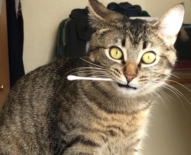 cat caught biting a cotton swab