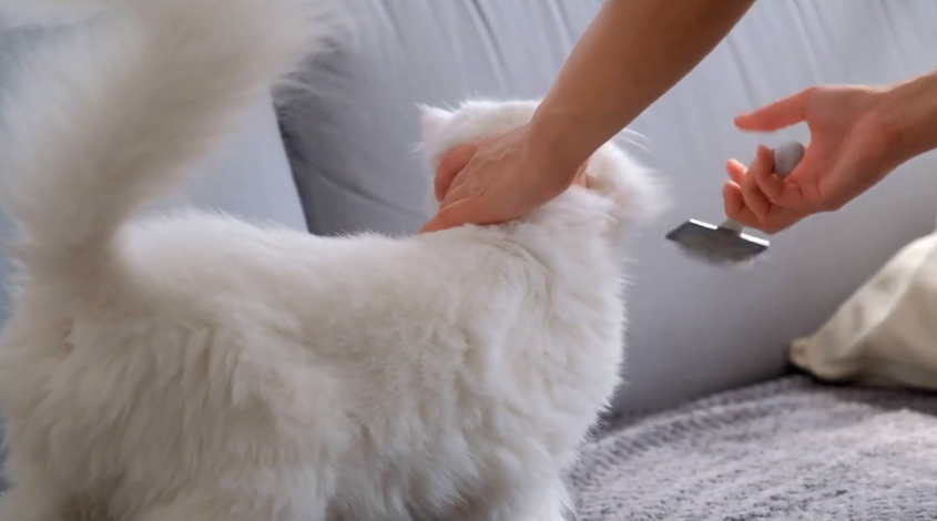 woman holding her cat's head while brushing