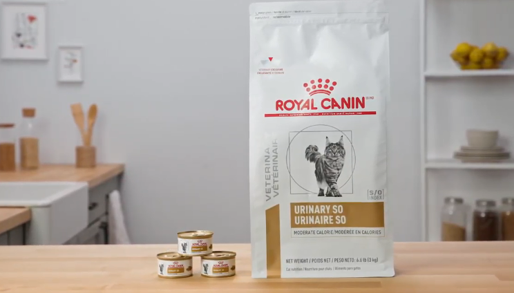 royal canin cans and bag