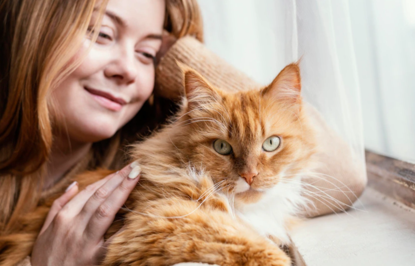 Close up woman caressing her Turkish Angora cat
