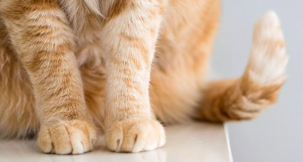 closeup of yellow cat legs and tail