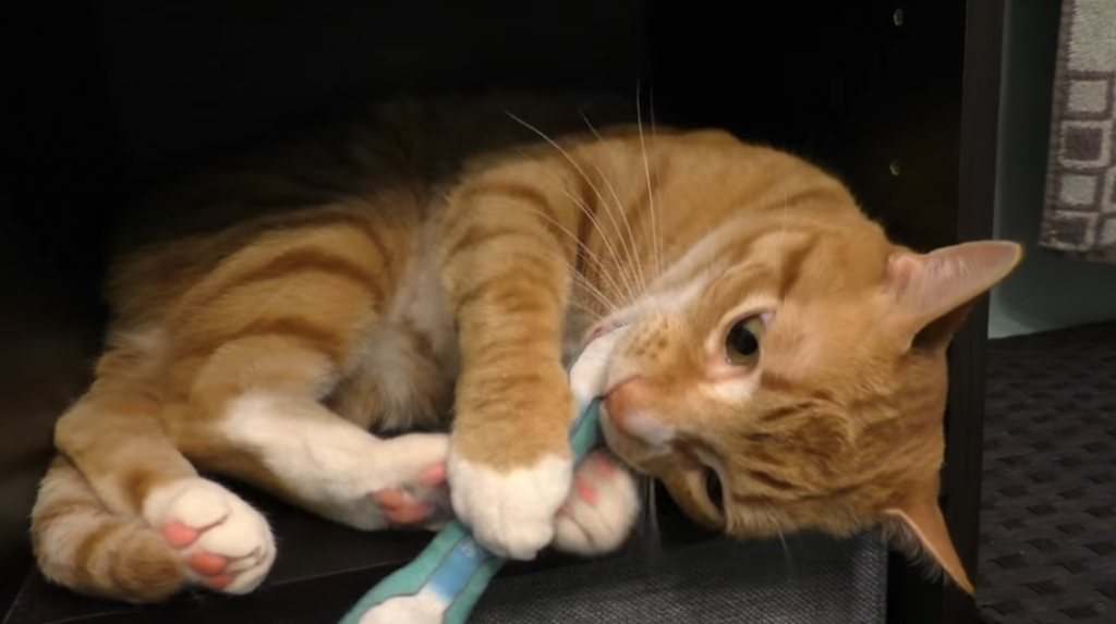 Yellow cat in a closet chewing on a cotton swab stuffed animal