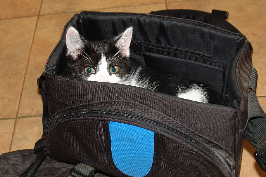 Top 5 Backpack Carriers for Your Cat [2022 Review]