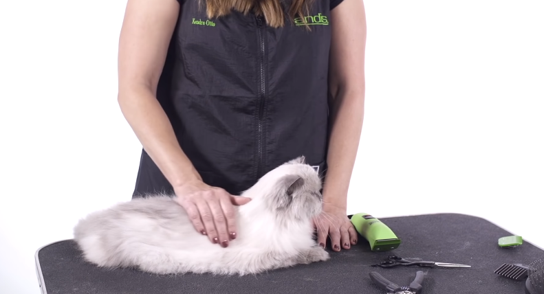 woman grooming her Siberian cat
