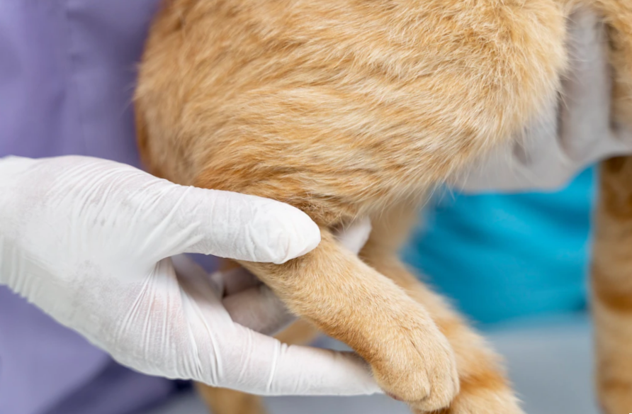 Close up on veterinarian taking care of a cat's leg