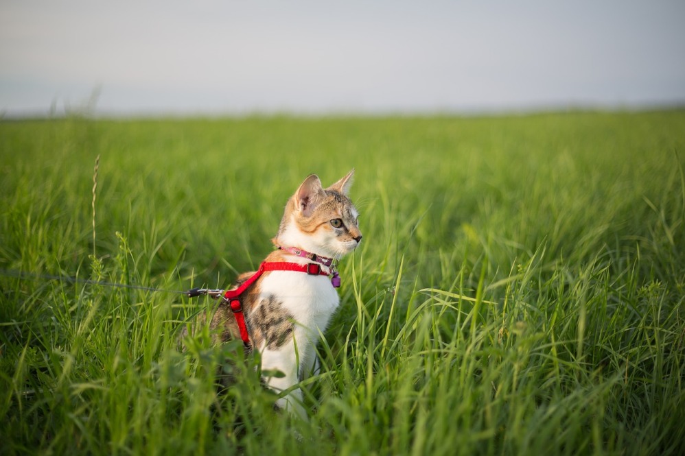 The Top 5 Best Cat Harnesses of 2022
