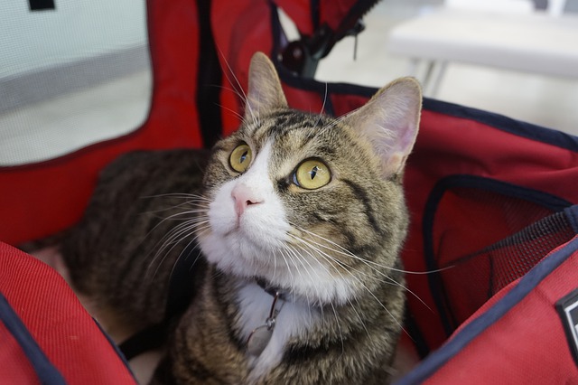 The 5 Best Cat Strollers of 2022 (And Why They Are Worth Buying!)