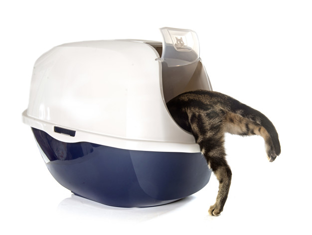 The Top 5 Entry Litter Boxes of 2022