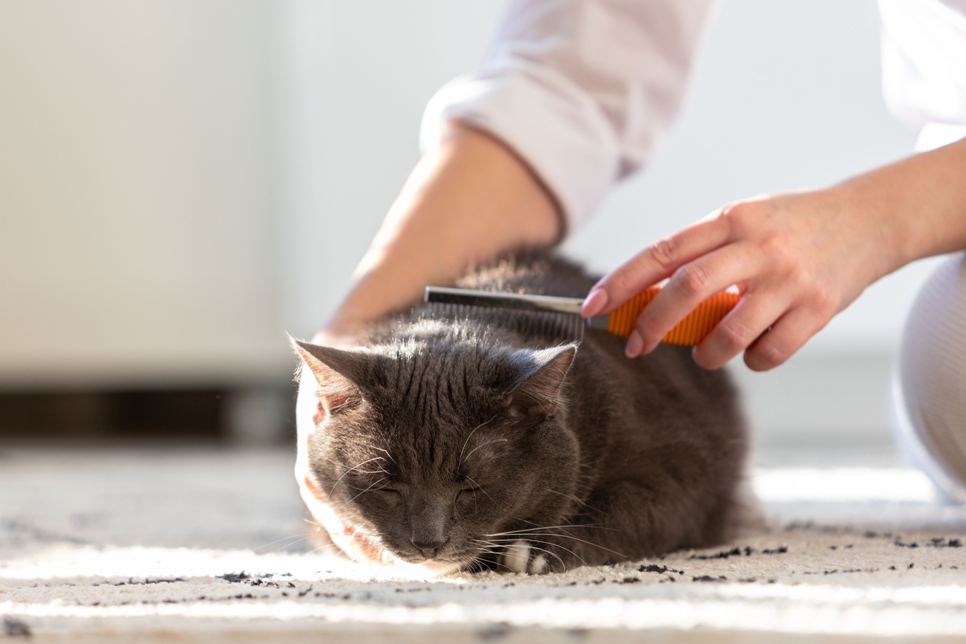 The Top 5 Flea Combs for Cats of 2022
