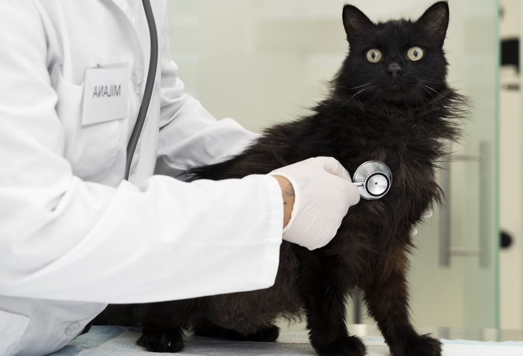 veterinarian checking a black cat with a stethoscope