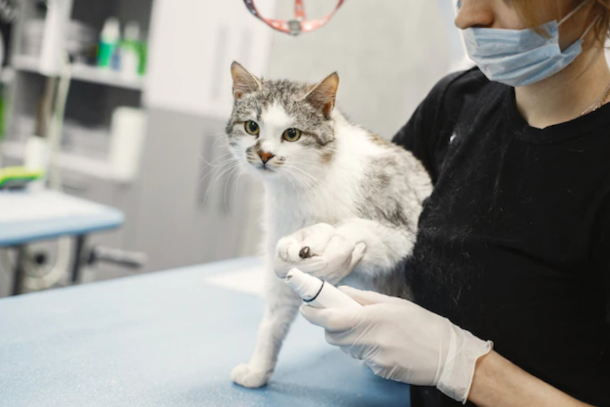 Veterinarian putting medicine on a White fluffy cat paw