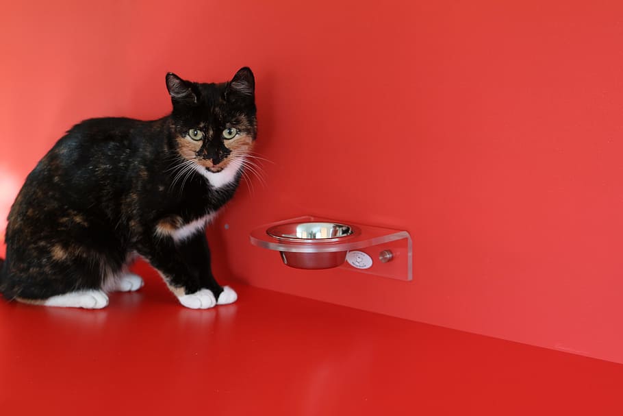 The Best Automatic Cat Feeders of 2022
