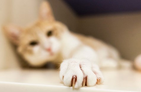 Closeup of cat's paw