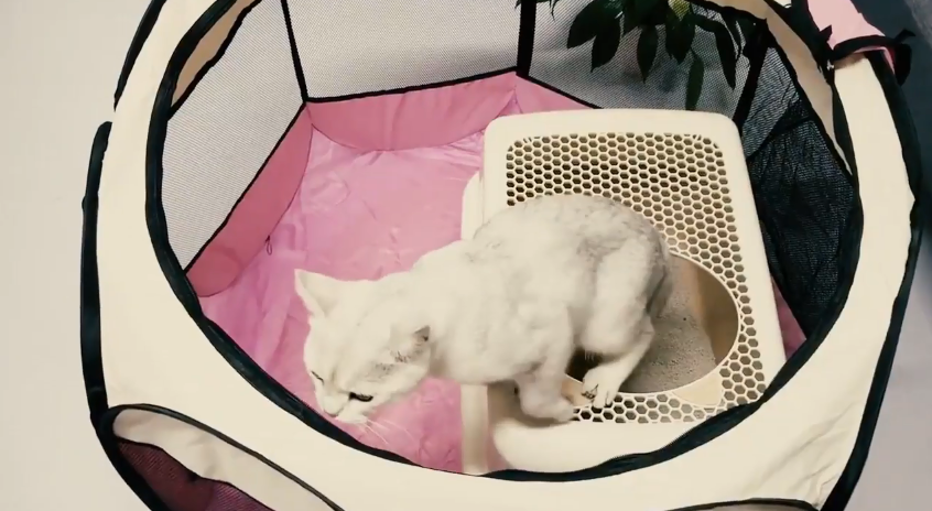white cat getting out of his playpen
