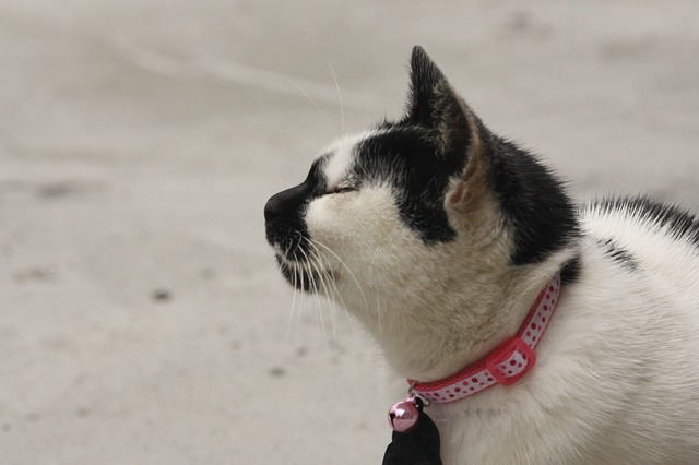 Top 4 Flea Collars for Your Cat [2022 Review]