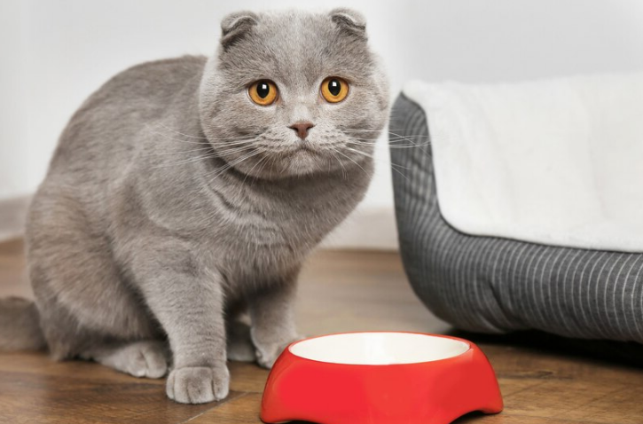 grey british shorthair with a red food bowl