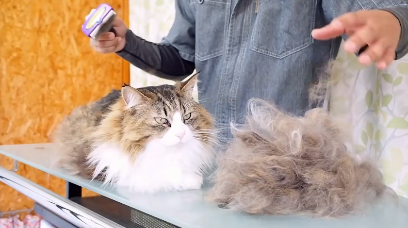 man grooming a Siberian cat next to a pile of shedded cat hair
