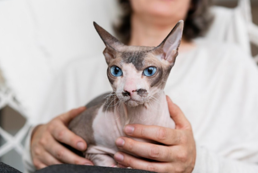 Close up woman holding a sphynx cat with blue eyes