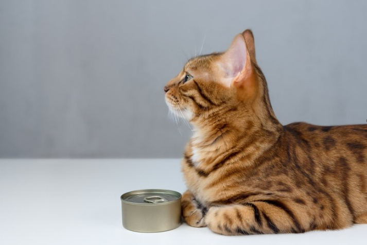 Bengal cat next to a can of wet food