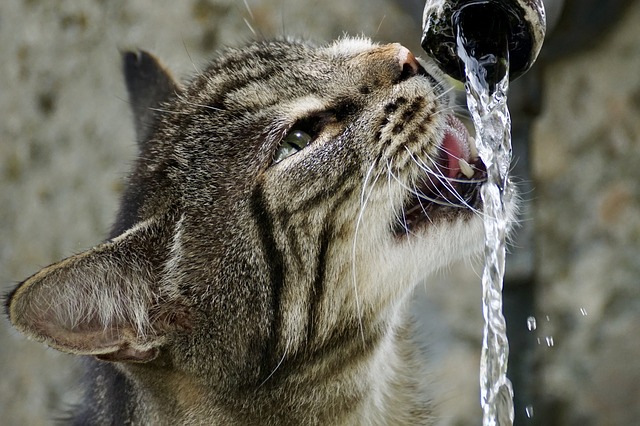 Top 7 Cat Water Fountains of 2022 (And Why They are Worth Buying!)