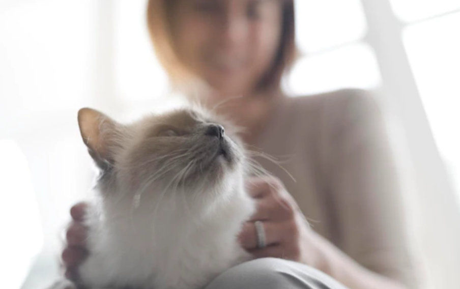 Reasons Why Your Cat is Purring Constantly [Explained]