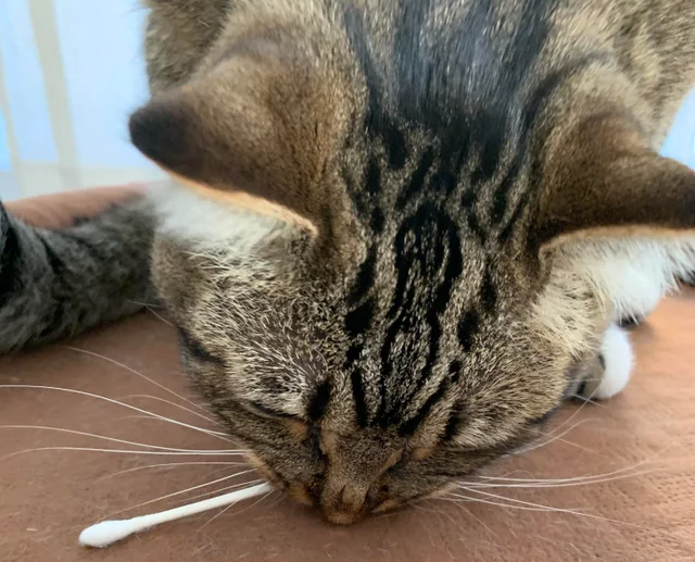 grey cat eating cotton swab