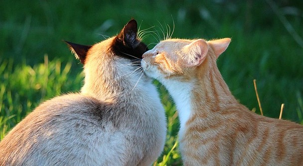 american cat sniffing siamese cat's ear in a garden