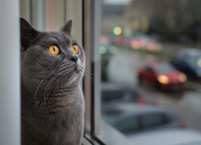 The Top 5 Cat Window Perches of 2022