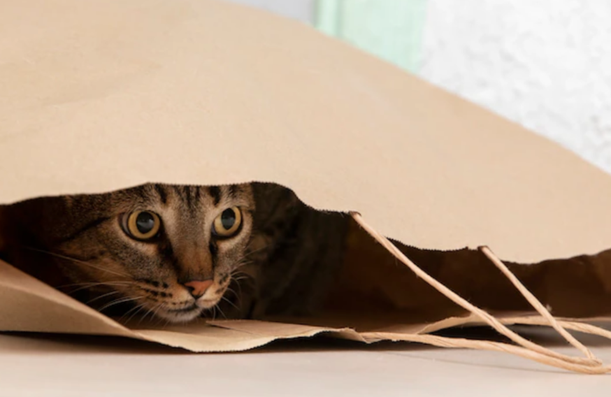 bengal cat inside of a shopping bag