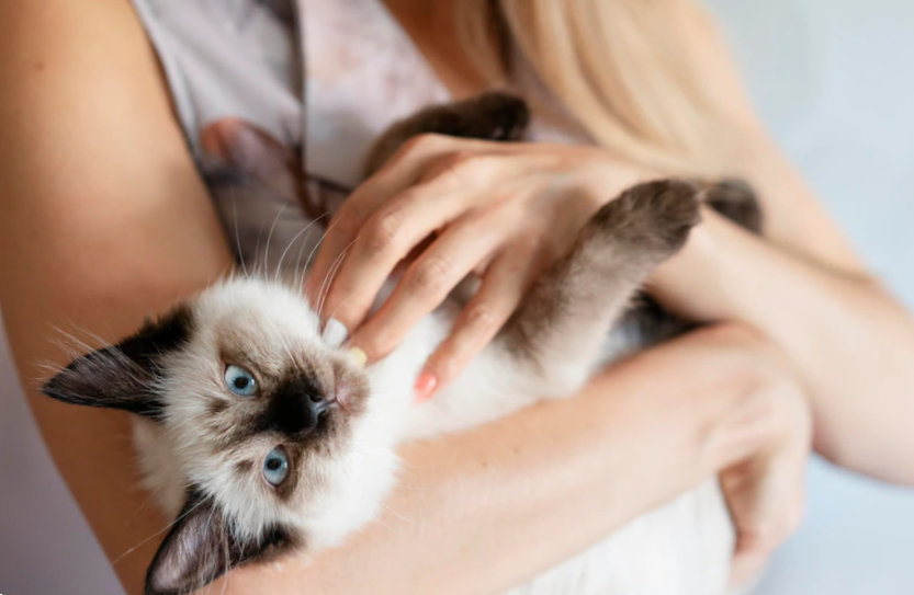 Close up owner holding cat like a baby