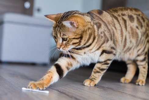 bengal cat playing with a q-tip