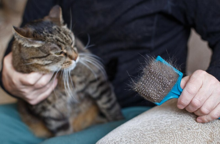 man holding a cat and a brush full of fur