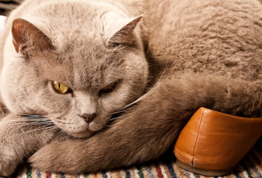 british shorthair Cat laying on shoes