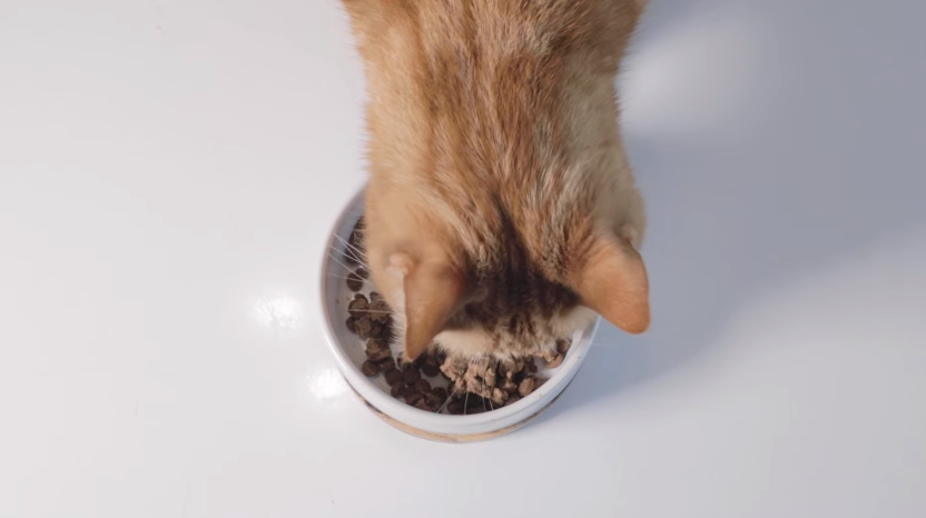 cat eating his food in a bowl