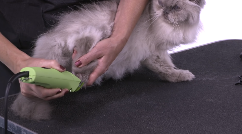 woman shaving her cat's paw