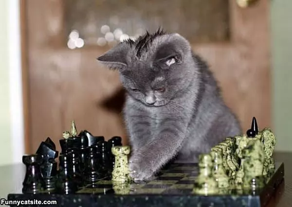 Your Move