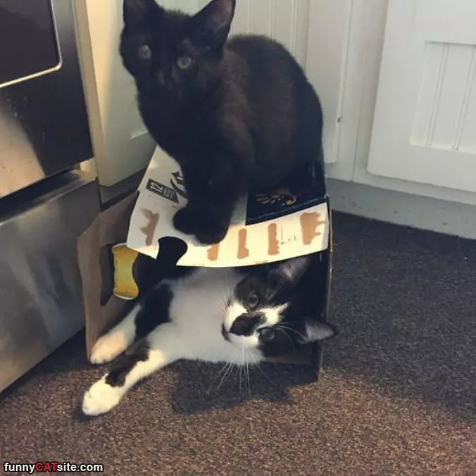 Get Back In The Box