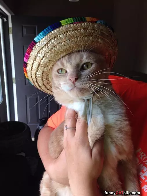 Fancy Hat