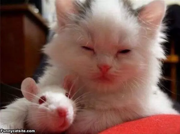 I Has A Friend